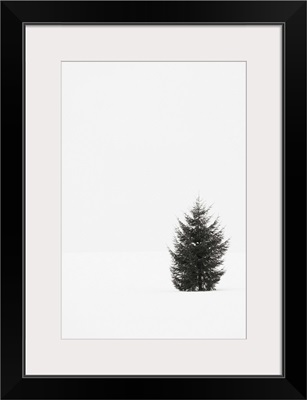 A single evergreen tree in a snowy field on an overcast day.