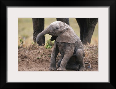 African elephant calf (Loxodonta africana) sitting and watching, Masai Mara N.R, Kenya