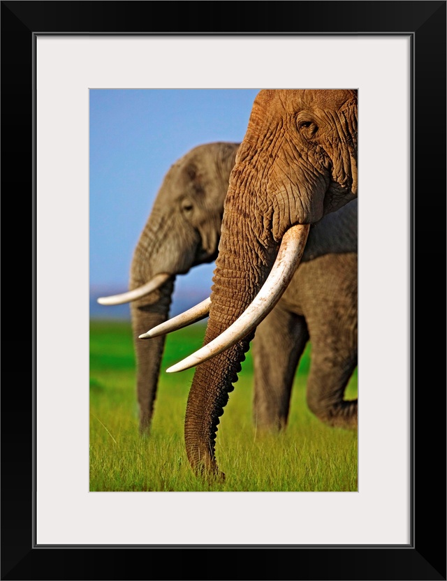 Two African elephant bulls at Amboseli National Park.