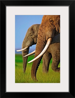 African Elephants