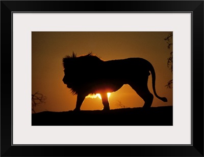 African lion (Panthera leo) against sunset, Africa