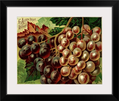 Alden Fruit Vinegar, Grapes Postcard Advertisement