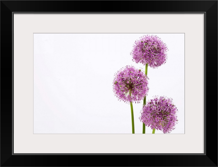 Alliums