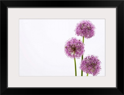 Alliums