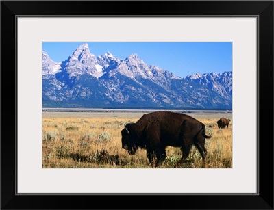 American bison on Antelope Flats, with Teton Range beyond