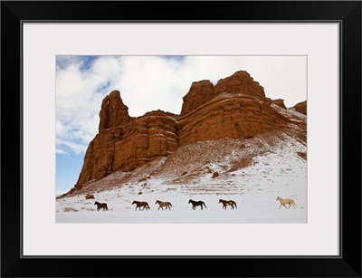 American Quarter Horses In Big Horn Mountains Of Wyoming