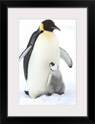 An adult Emperor penguin with a small chick nuzzling up, and looking upwards