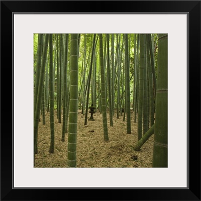 Ancient bamboo grove with  stone lantern, Kamakura, Kanagawa, Japan.
