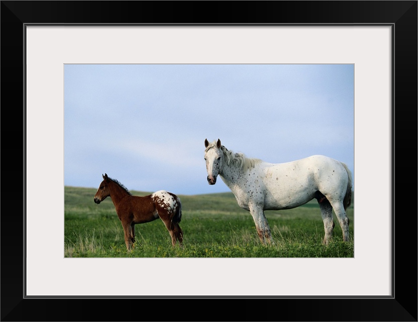 Appaloosa mare and colt standing in pasture