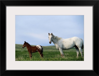 Appaloosa mare and colt standing in pasture