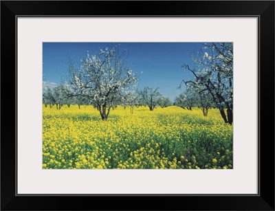 Apple trees in a Mustard field, Napa Valley, California, USA