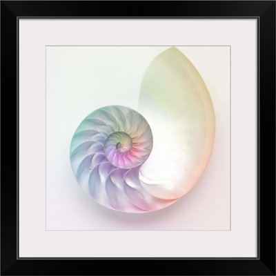 Artistic colored nautilus image