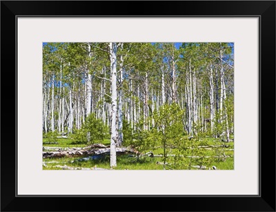 Aspen grove near Zion National park, The Kolob Reservoir Road, Utah