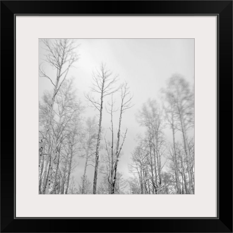 A long-exposure photography of aspen trees blowing in the wind in the mountains above Santa Fe, New Mexico.  Fall clouds s...