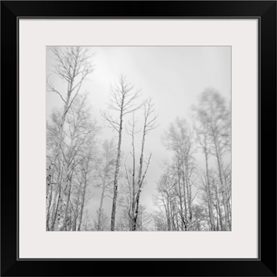 Aspen trees blowing in the wind in the mountains above Santa Fe, New Mexico