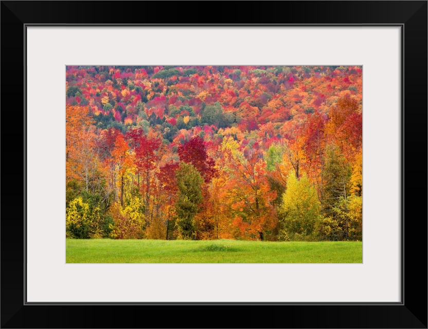 Autumn Foliage In Vermont