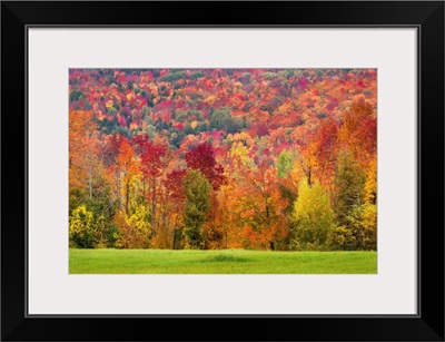 Autumn Foliage In Vermont