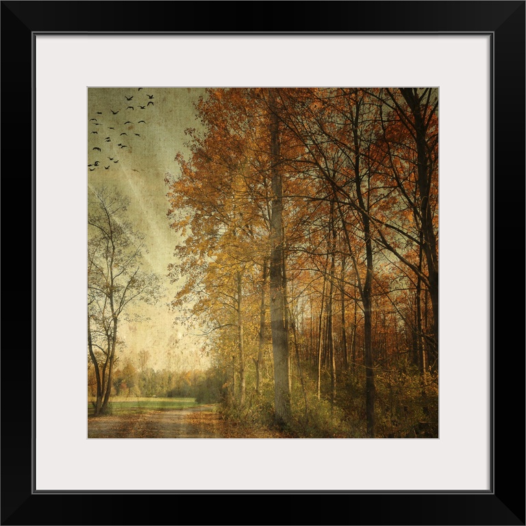 Photograph of leaf covered path winding around bright fall forest with sun rays glowing in a bird filled sky.