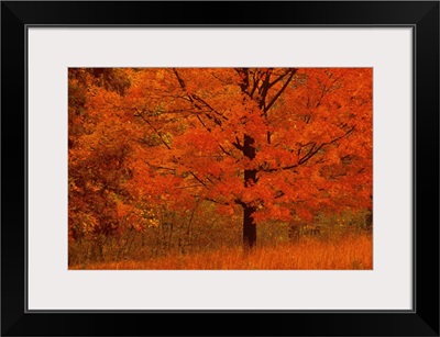 Autumn tree with red foliage