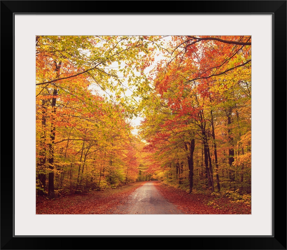 Autumn Trees Over Dirt Path In Forest