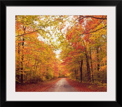 Autumn Trees Over Dirt Path In Forest