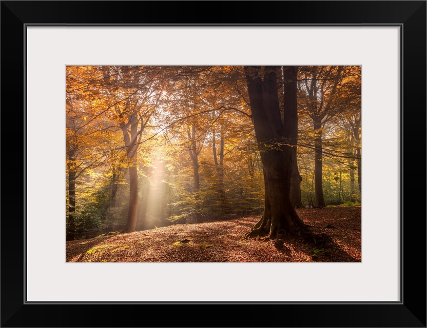 Misty morning in an English woodland with light streaming between the trees over a bed of autumn leaves.