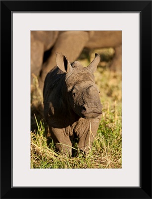 Baby Black Rhino, Sabi Sabi Reserve, South Africa