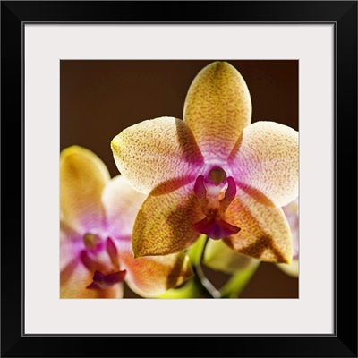 Backlit orchids