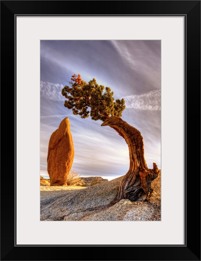 Interesting slender rock and rigged juniper tree. It located in Jumbo Rocks campground in Joshua Tree National Park.