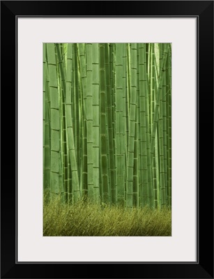 Bamboo forest, Sagano, Kyoto City, Japan, November 2006