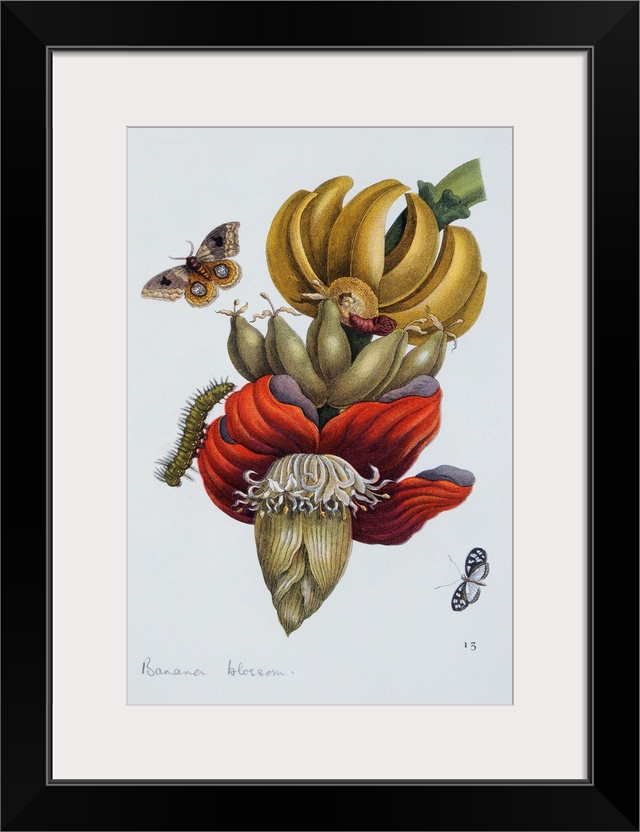 An illustration of tropical moths and caterpillars around a banana blossom from the book Das Kleine Buch der Tropicwunder,...