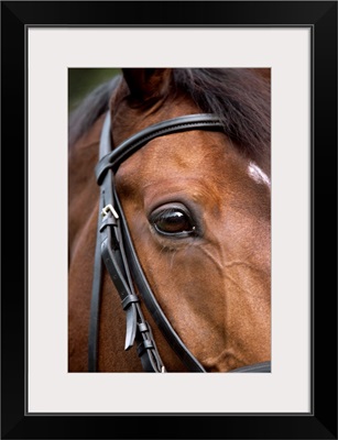 Bay Horse In Bridle