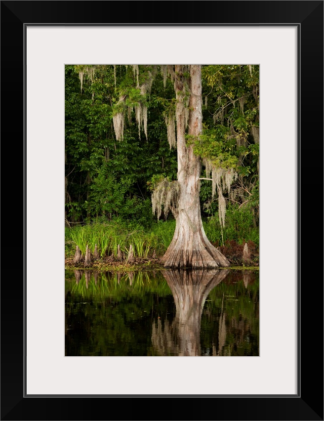 USA, Louisiana, New Orleans, Cypress reflected in bayou along Highway 61 on stormy summer afternoon