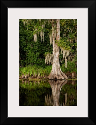 Bayou, New Orleans, Louisiana