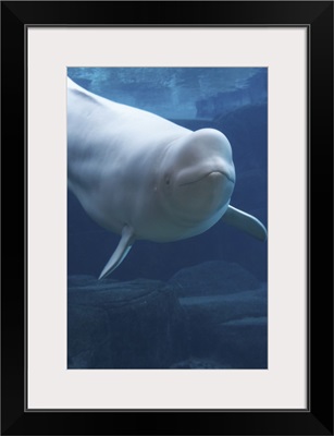 Beluga whale (Delphinapterus leucas) in aquarium, captive