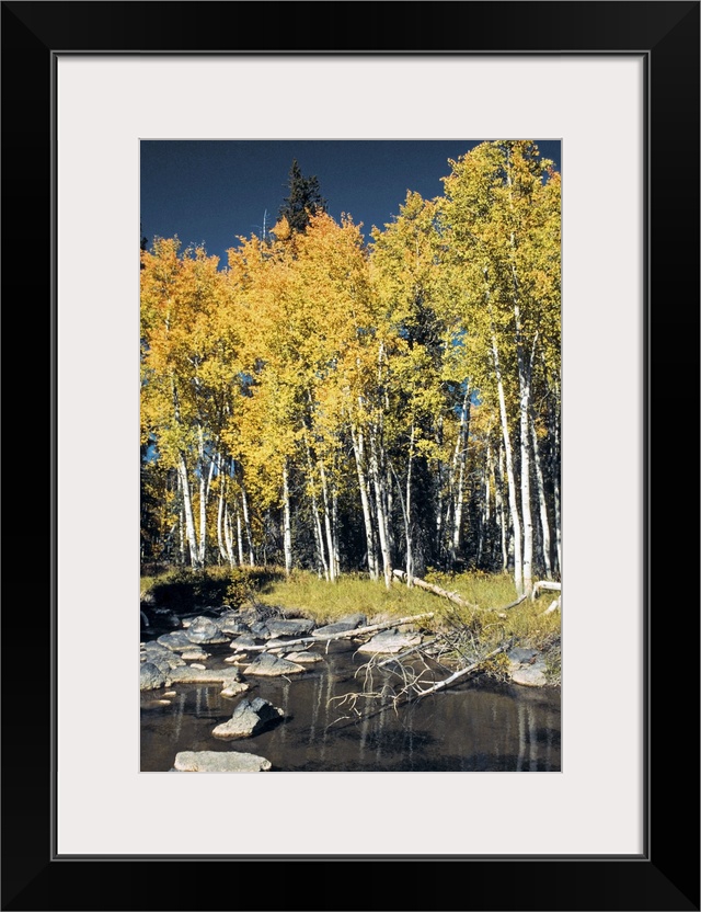 Birch trees along a stream, Cedar Breaks National Monument, Utah, USA