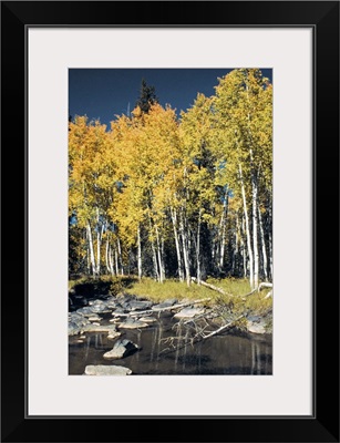 Birch trees along a stream, Cedar Breaks National Monument, Utah, USA