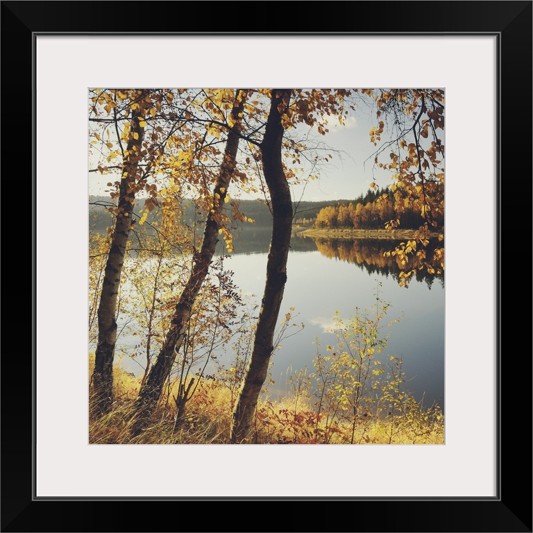 Birch trees and reflected autumn colors along lake in Germany