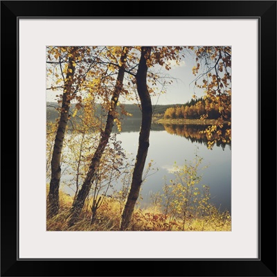 Birch trees and reflected autumn colors along lake in Germany