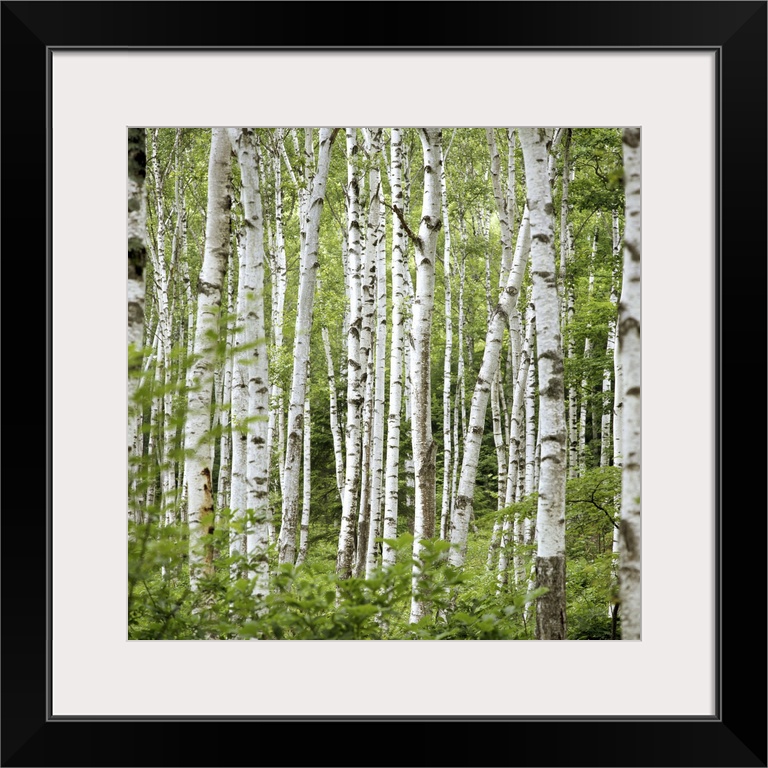 Square wall photo art of trees in a Japanese forest.