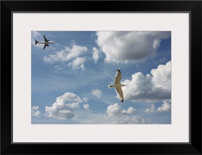 Bird and air plane fly together against clouds in sky, New York.