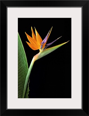 Bird of Paradise