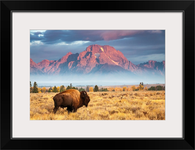 A bison stands in front of Mount Moran, north of Jackson Hole, Wyoming.