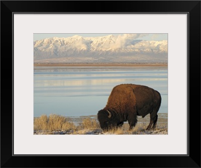 Bison grazing in winter on Antelope Island in Great Salt Lake.