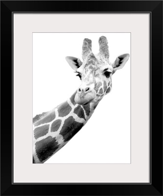 Black and white portrait of a giraffe