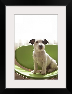 Black and white terrier dog sitting on green chair by window