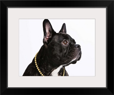 Black French Bulldog wearing a black and golden collar