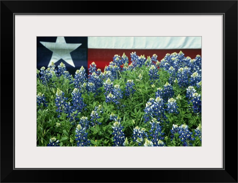 Bluebonnets are the state flower of Texas.