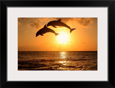 Bottle-nosed dolphins leaping in front of a sunset