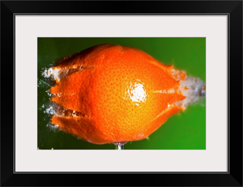 A small tangerine braking into pieces after a pellet impact.